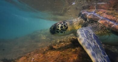 Projeto busca conscientizar sobre a importância das tartarugas marinhas