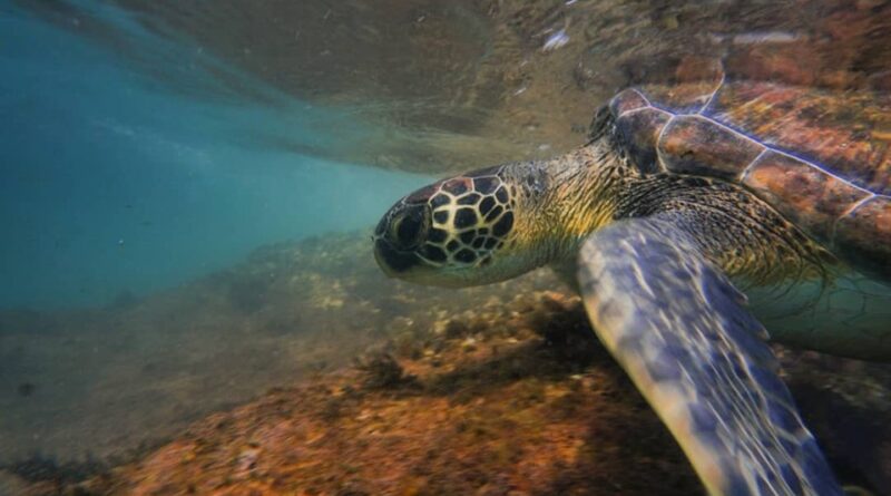 Projeto busca conscientizar sobre a importância das tartarugas marinhas